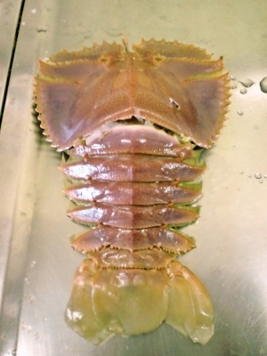 ウチワエビ