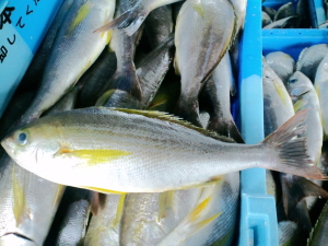 2012.1.15イサキ