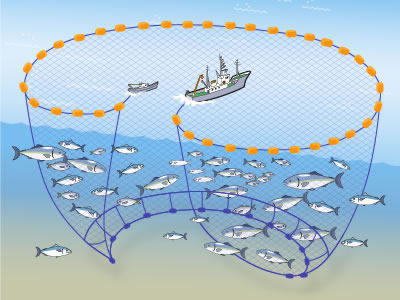 まき網漁法