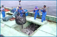 松浦を中心とした長崎県北部の漁獲物が主体