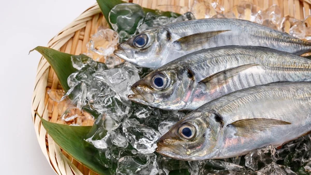 松浦の新鮮なあじ