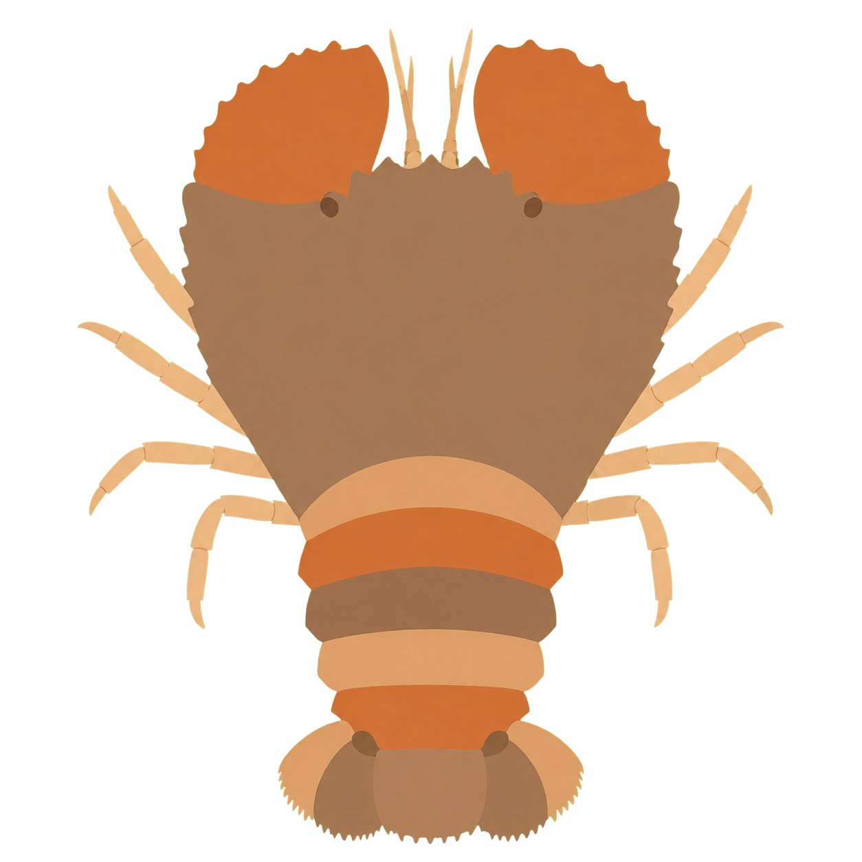 ウチワエビのイラスト