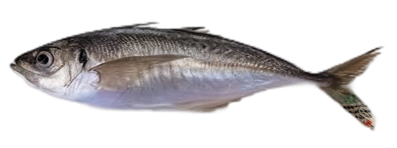 マアジ